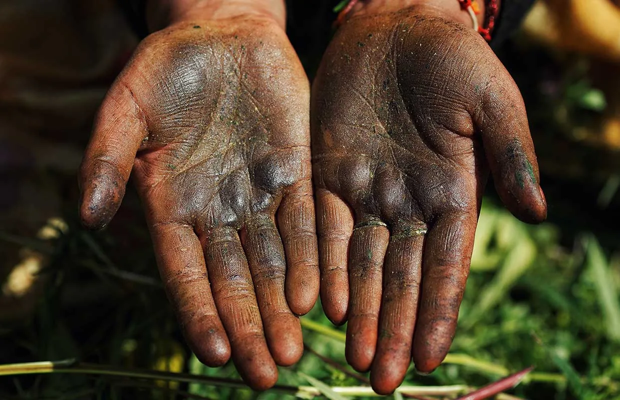 Two open palms stained dark with charas resin, showing the hands of a Nepali farmer or trader who has just pressed the resin by hand.