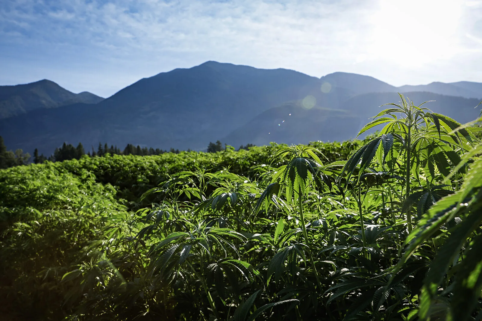 A field of industrial hemp plants in bright green, with Himalayan mountains in the background and clear blue sky above.
