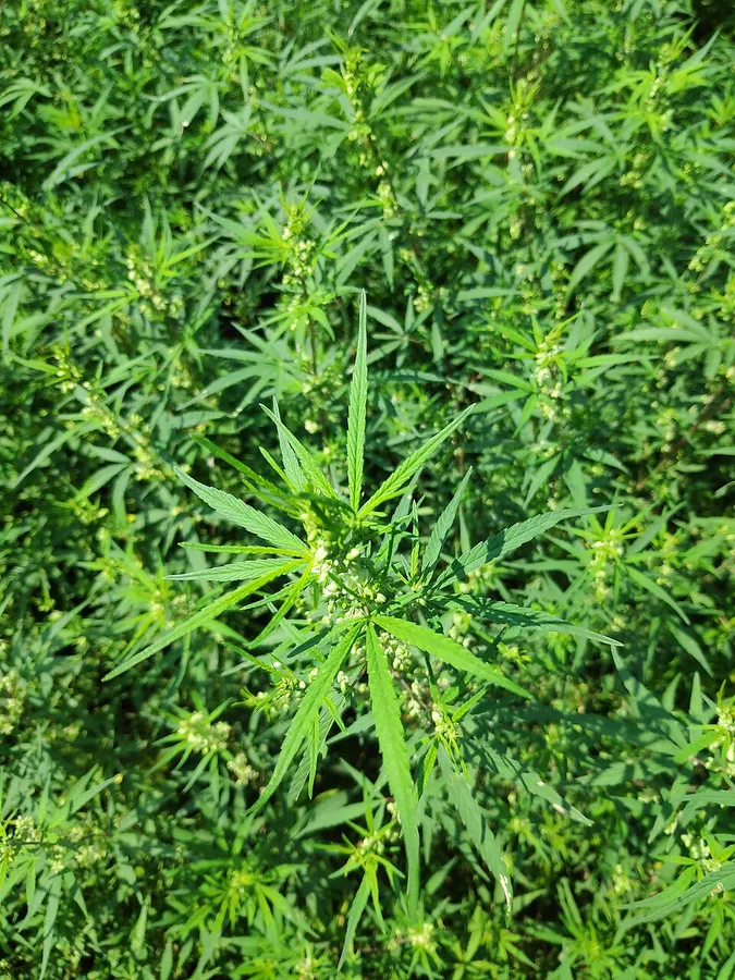 Dense cannabis plants in seed, grown in a Nepali hillside plot
