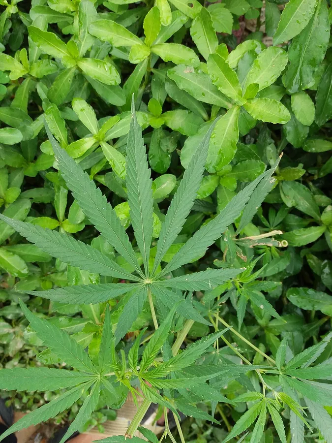 Cannabis leaf photographed in Nepal, the classic highland ganja plant
