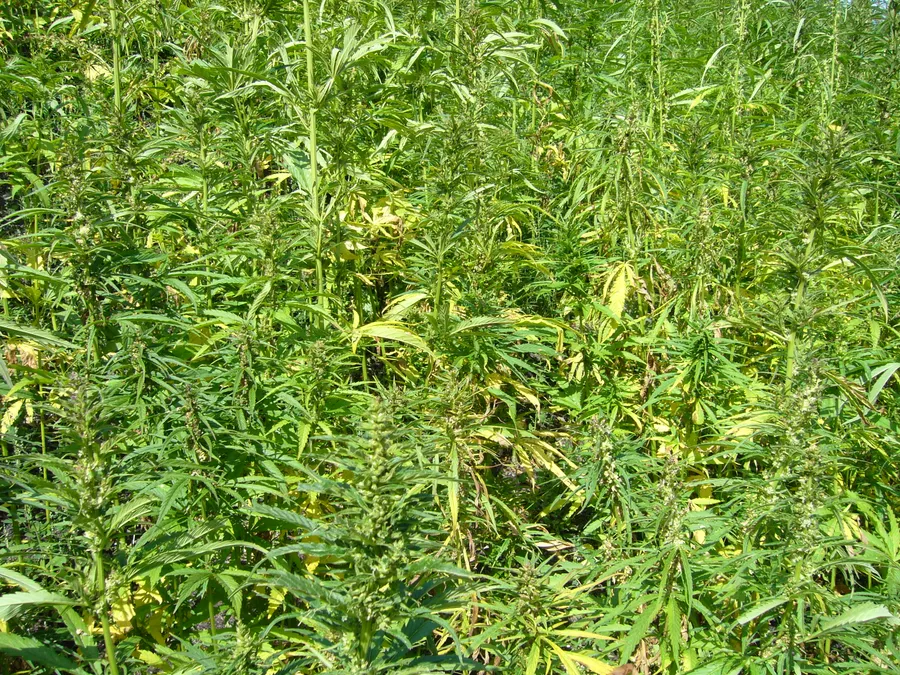 A dense field of tall hemp plants (Cannabis sativa) grown as a crop