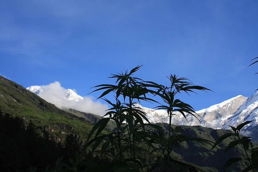 Wild cannabis plants growing on a hillside beneath Himalayan snow peaks