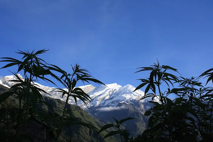 Cannabis plants silhouetted in front of the snow-covered Dhaulagiri summit in Nepal