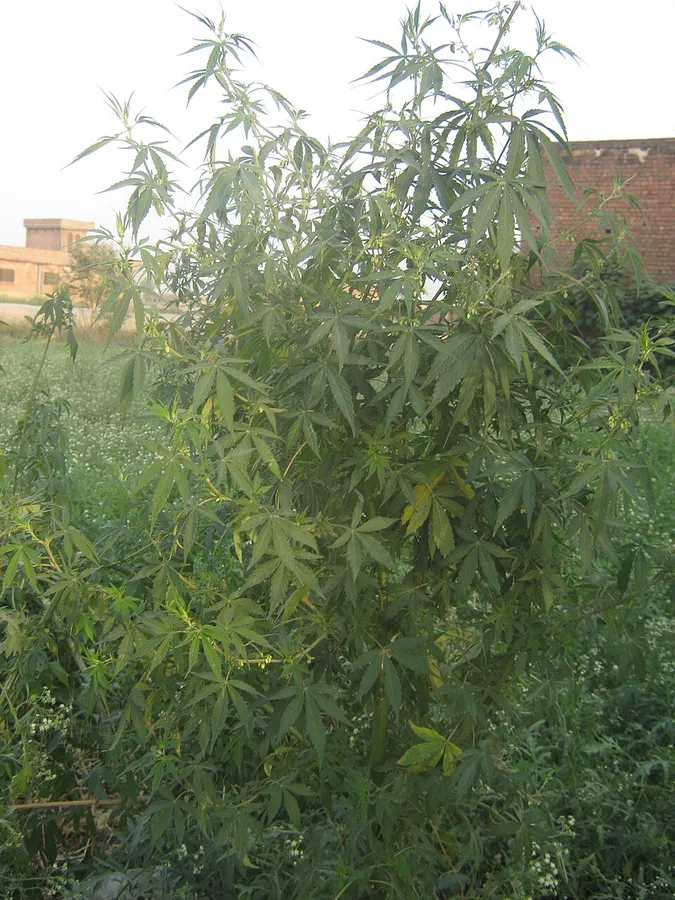 A cannabis indica plant growing on a Himalayan hillside in the Hindu Kush region