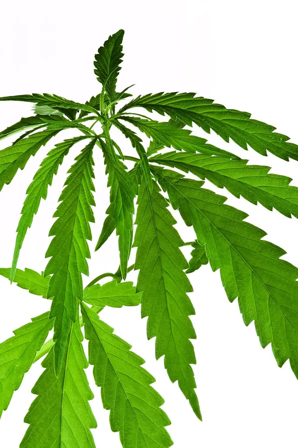 A compact indica cannabis plant with broad leaflets