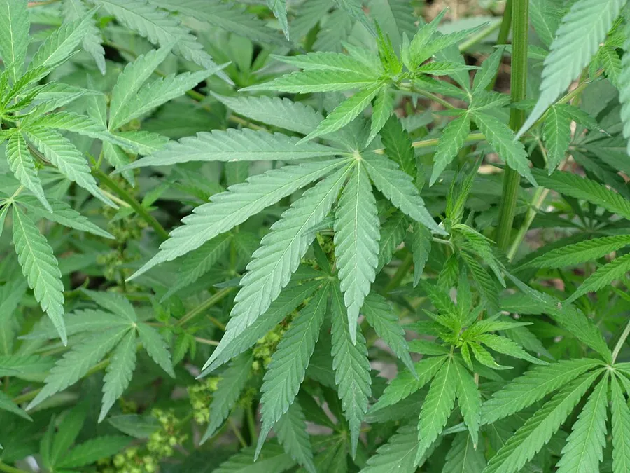 A broad-leafed cannabis plant growing in the Himalayan foothills