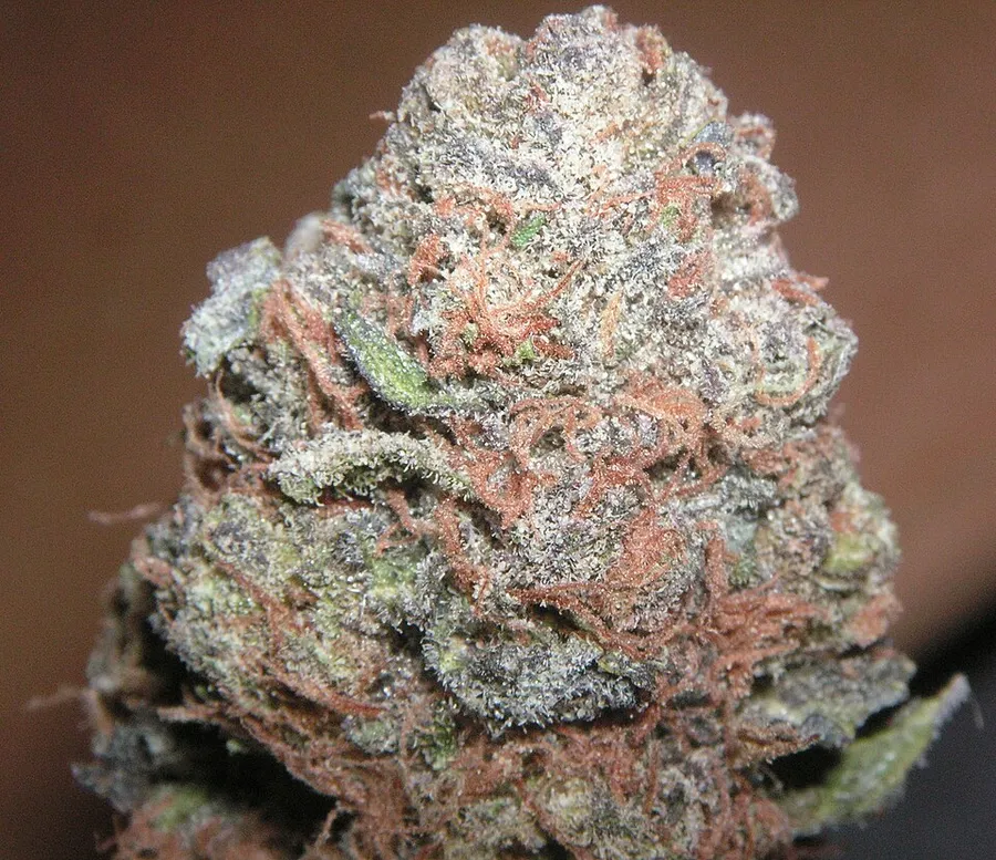 A dense cannabis flower with a strong purple flush