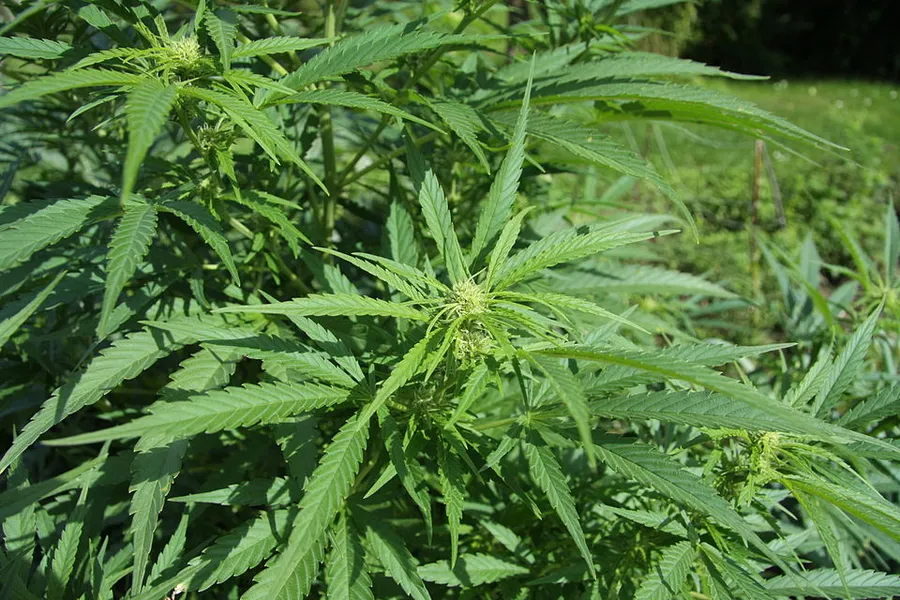 A bushy sativa-structured cannabis plant in flower