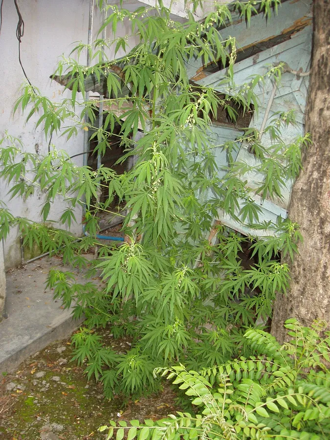 A tall lanky cannabis plant growing against a hillside wall in the Himalayan foothills